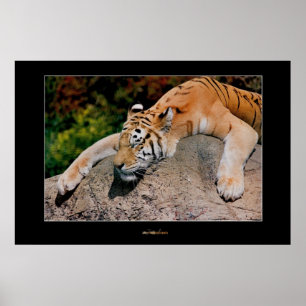Póster Tigre el dormir