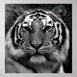 Póster Tigre en blanco y negro