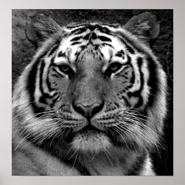 Póster Tigre en blanco y negro (Frente)