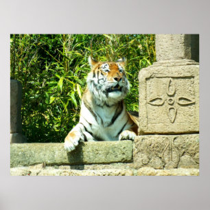 Póster Tigre en el templo
