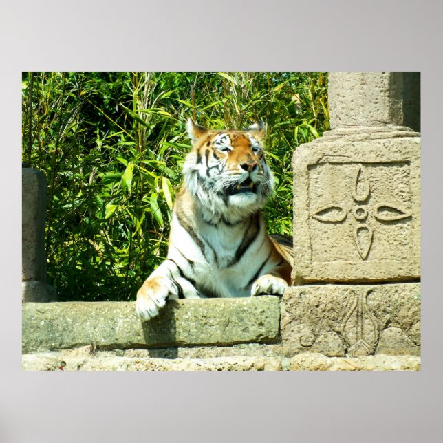 Póster Tigre en el templo (Frente)