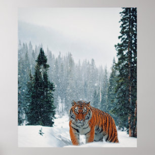 Póster tigre en la nieve