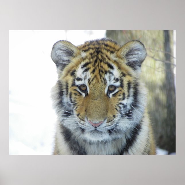 Póster Tigre en retrato de cierre de nieve (Frente)