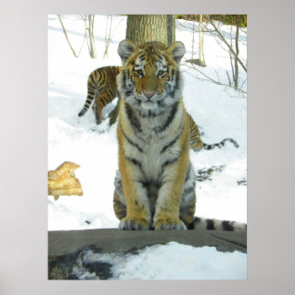 Póster Tigre en retrato de nieve