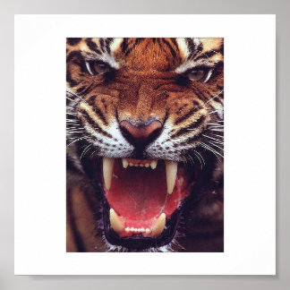 Póster tigre enojado