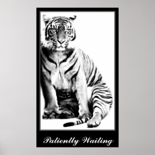 Póster Tigre, esperando_