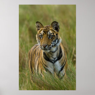 Póster Tigre femenino de cachorro Mirchaini (Bandhavgarh,