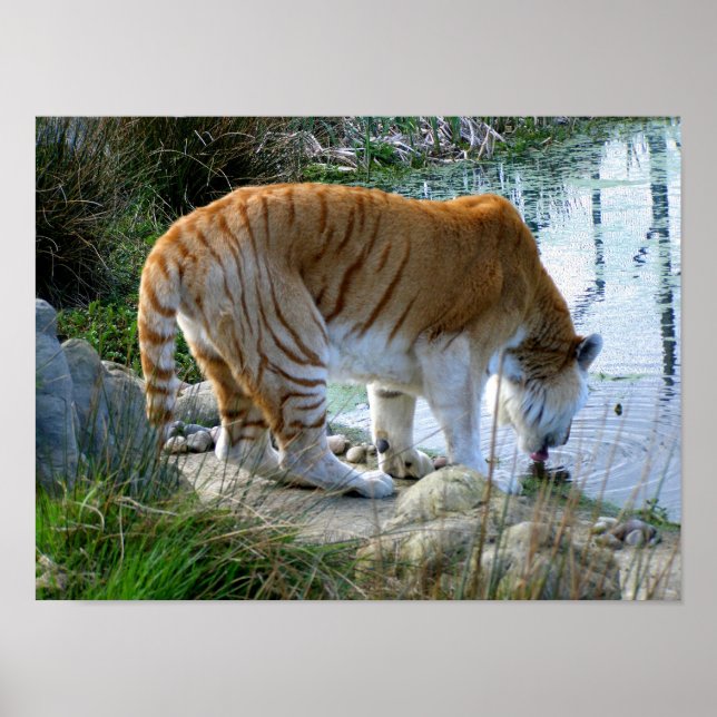 Póster Tigre indio (Frente)