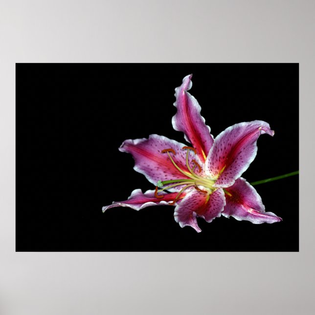 Póster tigre lilly print / poster / canvus - flor de liri (Frente)