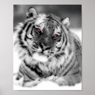 Póster Tigre Ojo Rosa