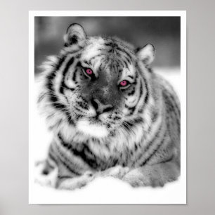Póster Tigre Ojo Rosa