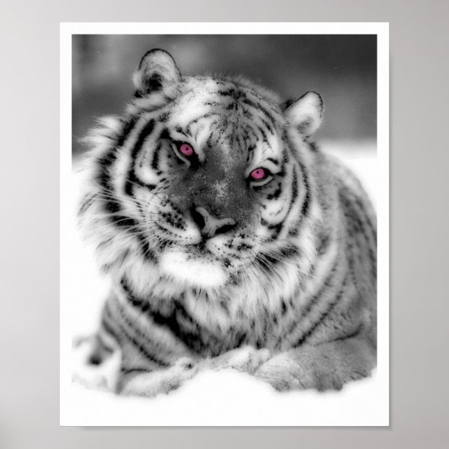 Póster Tigre Ojo Rosa (Frente)