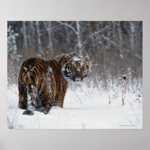 Póster Tigre (Panthera el Tigris) que se coloca en nieve