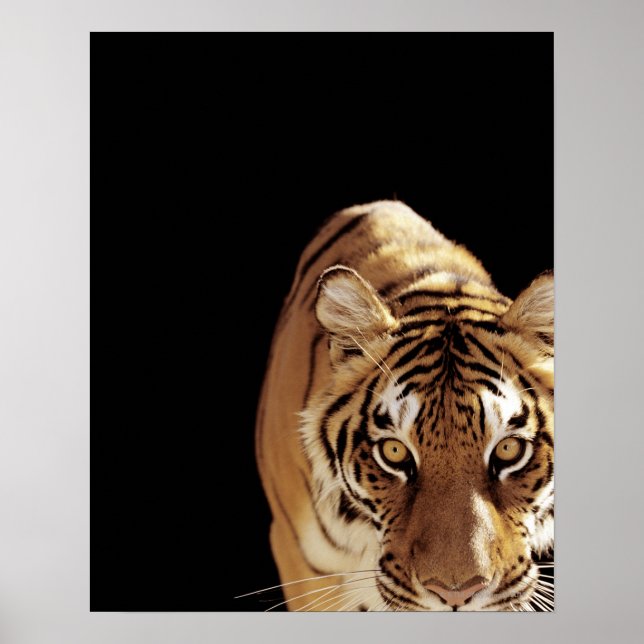 Póster Tigre (Panthera tigris) (Frente)
