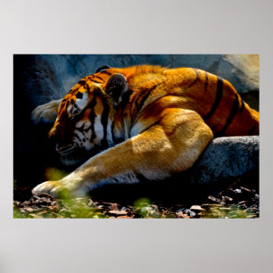 Póster Tigre salvaje