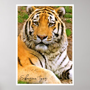 Póster Tigre Siberiano