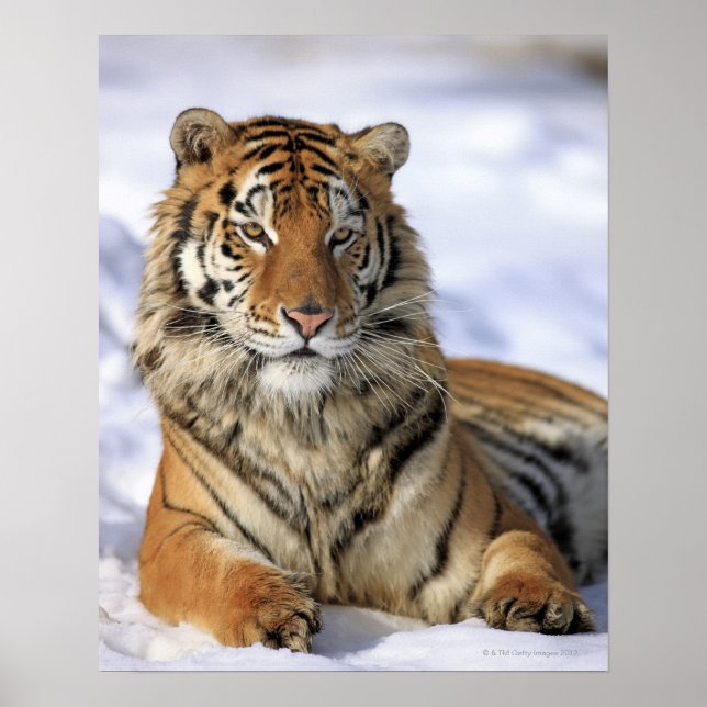Póster Tigre siberiano, Panthera tigris altaica, Asia, (Frente)