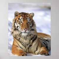 Tigre siberiano, Panthera tigris altaica, Asia