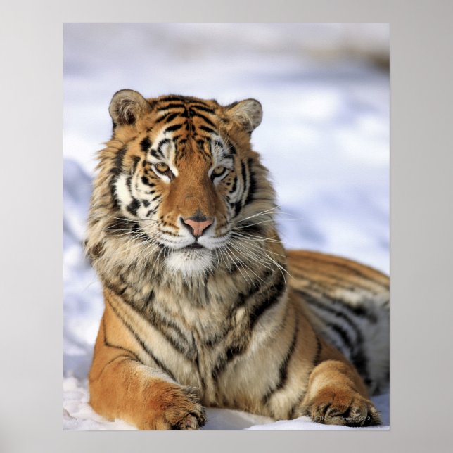 Póster Tigre siberiano, Panthera tigris altaica, Asia (Frente)