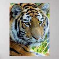 Tigre siberiano, Poster del tigre de Amur