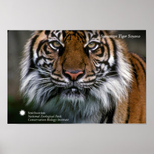 Póster Tigre Soyono de Smithsonian el   Sumatran