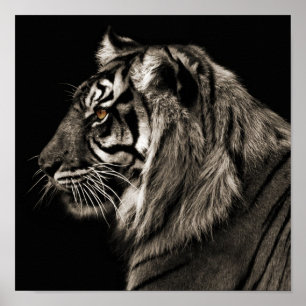Póster Tigre, tigre