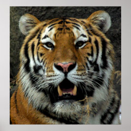 Póster Tigre - ¡Ven aquí y di eso!