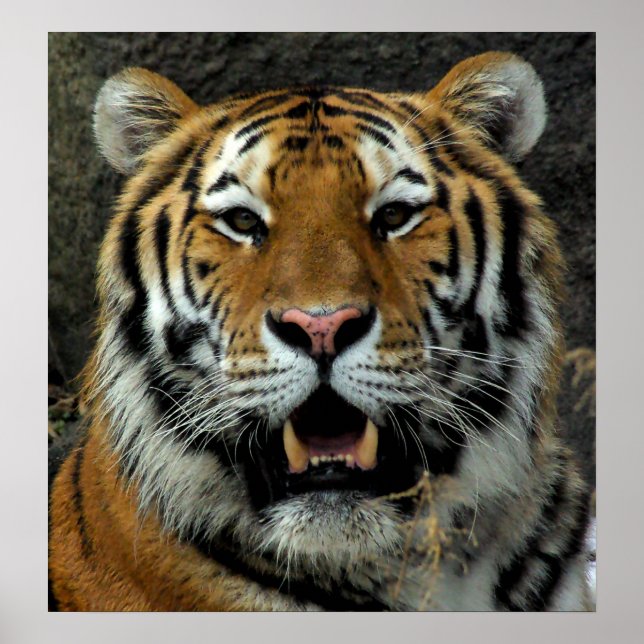 Póster Tigre - ¡Ven aquí y di eso! (Frente)