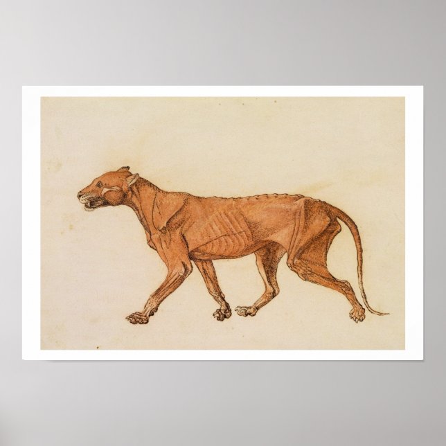 Póster Tigre, vista lateral, piel eliminada, de A Compara (Frente)