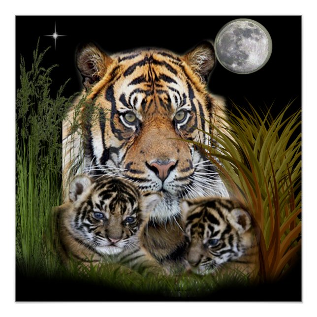 Póster Tigre y cachorros (Anverso)