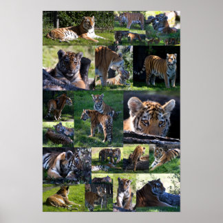 Póster Tigre zoológico de Calgary con cobs
