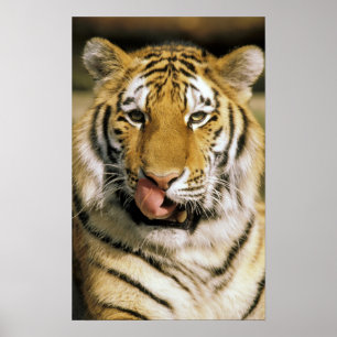 Póster Tigre Zoológico de Michigan