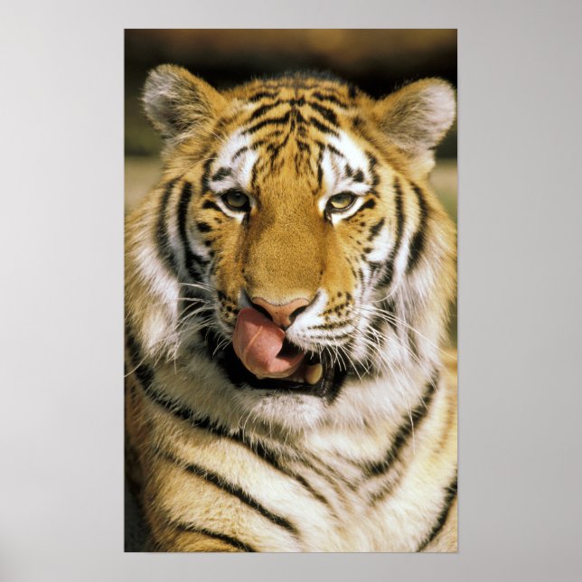 Póster Tigre Zoológico de Michigan (Frente)