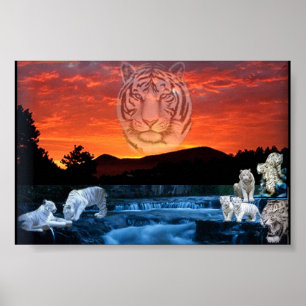 Póster tigres blancos