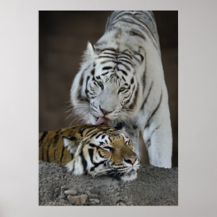 Póster Tigres Blancos Y Marrones En Descanso