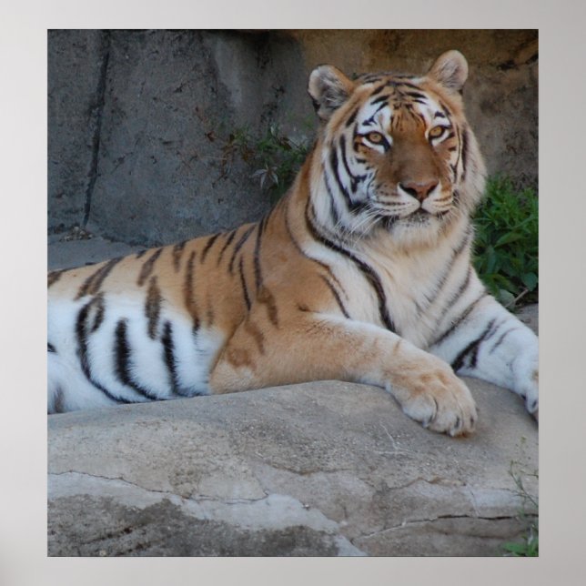 Póster Tigres de Bengala (Frente)