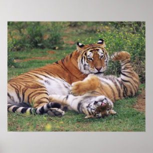 Póster Tigres de Bengala jugando