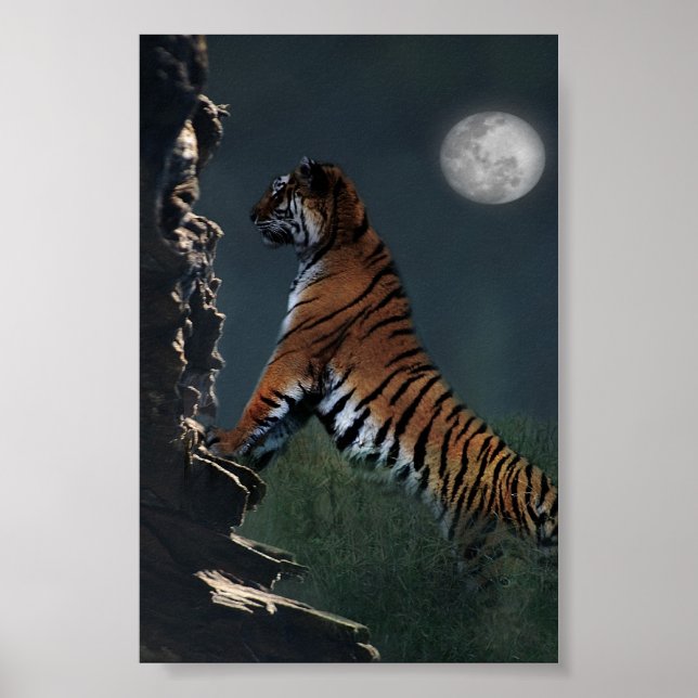 Póster Tigres escalan poster (Frente)
