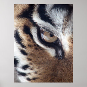 Póster Tigres. Fotografía de ojos