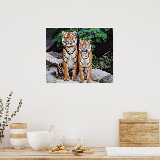 Póster Tigres, macho y hembra, (Cocina)