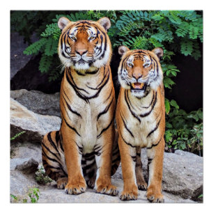 Póster Tigres, macho y hembra,