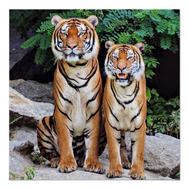 Póster Tigres, macho y hembra, (Anverso)