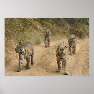 Póster Tigres reales de Bengala en la pista, Ranthambhor 