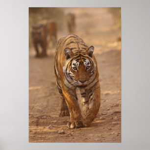 Póster Tigres reales de Bengala en la pista, Ranthambhor