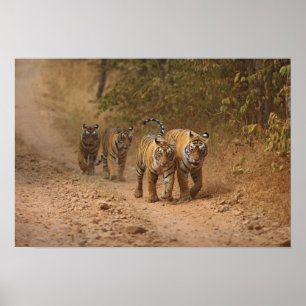 Póster Tigres reales de Bengala en movimiento, Ranthambho