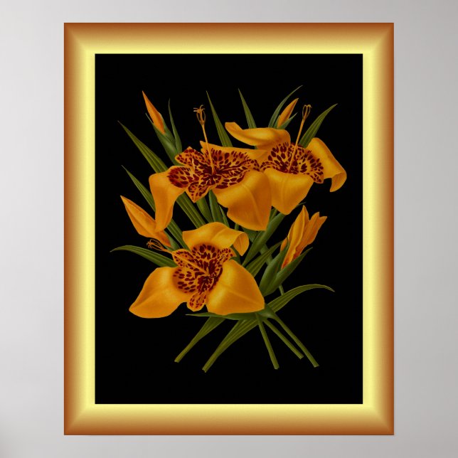 Póster Tigridia Conchiplora Var Canariensis ~ Botánica (Frente)