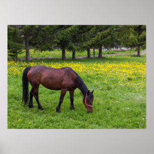 Póster Tihuta Pass, Horse in Pasture