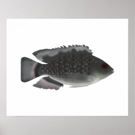 Póster Tilapia con manchas azules