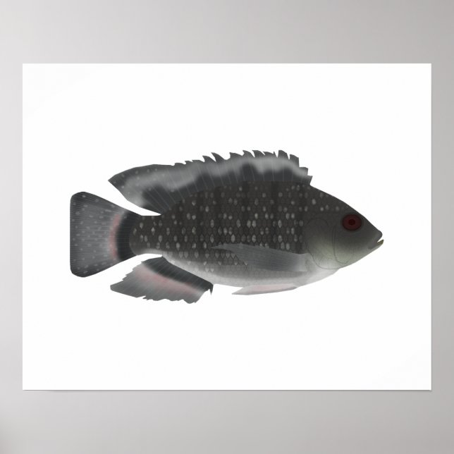 Póster Tilapia con manchas azules (Frente)