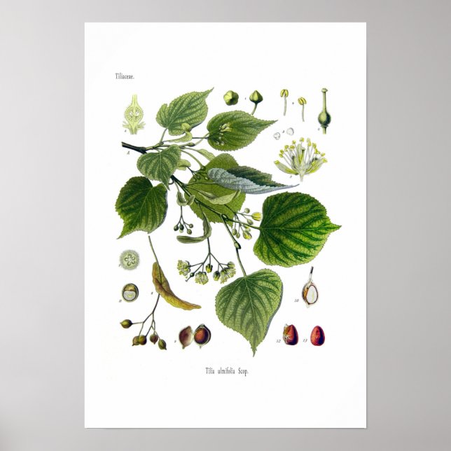 Póster tilia ulmifolia (Linden) (Frente)